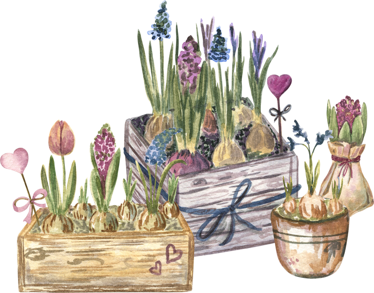 Spring Flowers in Wooden Boxes Watercolor